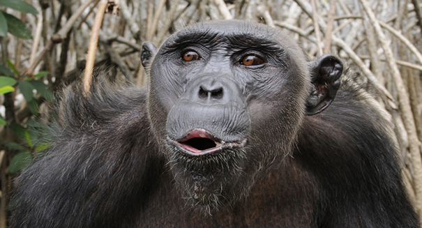Fight erupts between scientists over whether chimps have accents