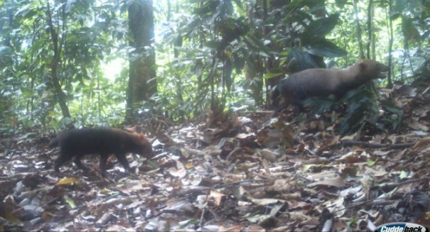 Breakthrough: Mysterious ‘bush dog’ caught on automated camera in Panama