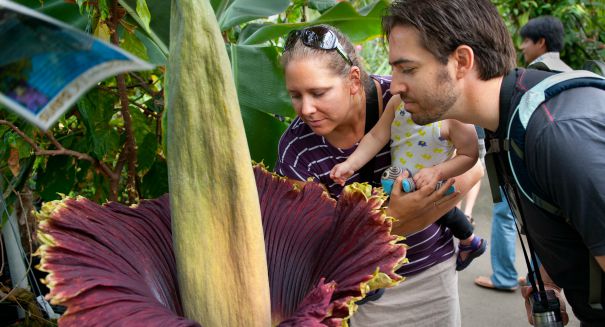 Why isn’t the disgusting ‘corpse flower’ blooming in Chicago?
