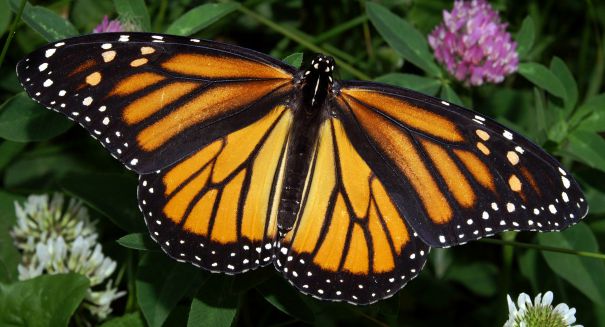 Massive Monarch Butterfly migration begins — and it is spectacular