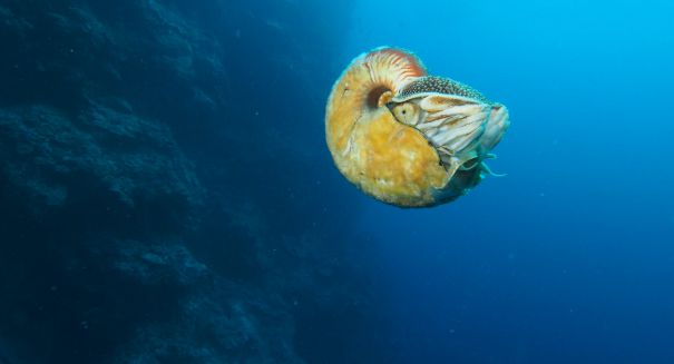 Amazing find: Rarest creature in the world discovered near Papau New Guinea
