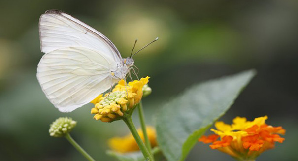 Shortened winter, early spring caused by climate change
