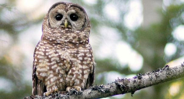 Biologists are killing ‘bully owls’ in order to protect endangered owls