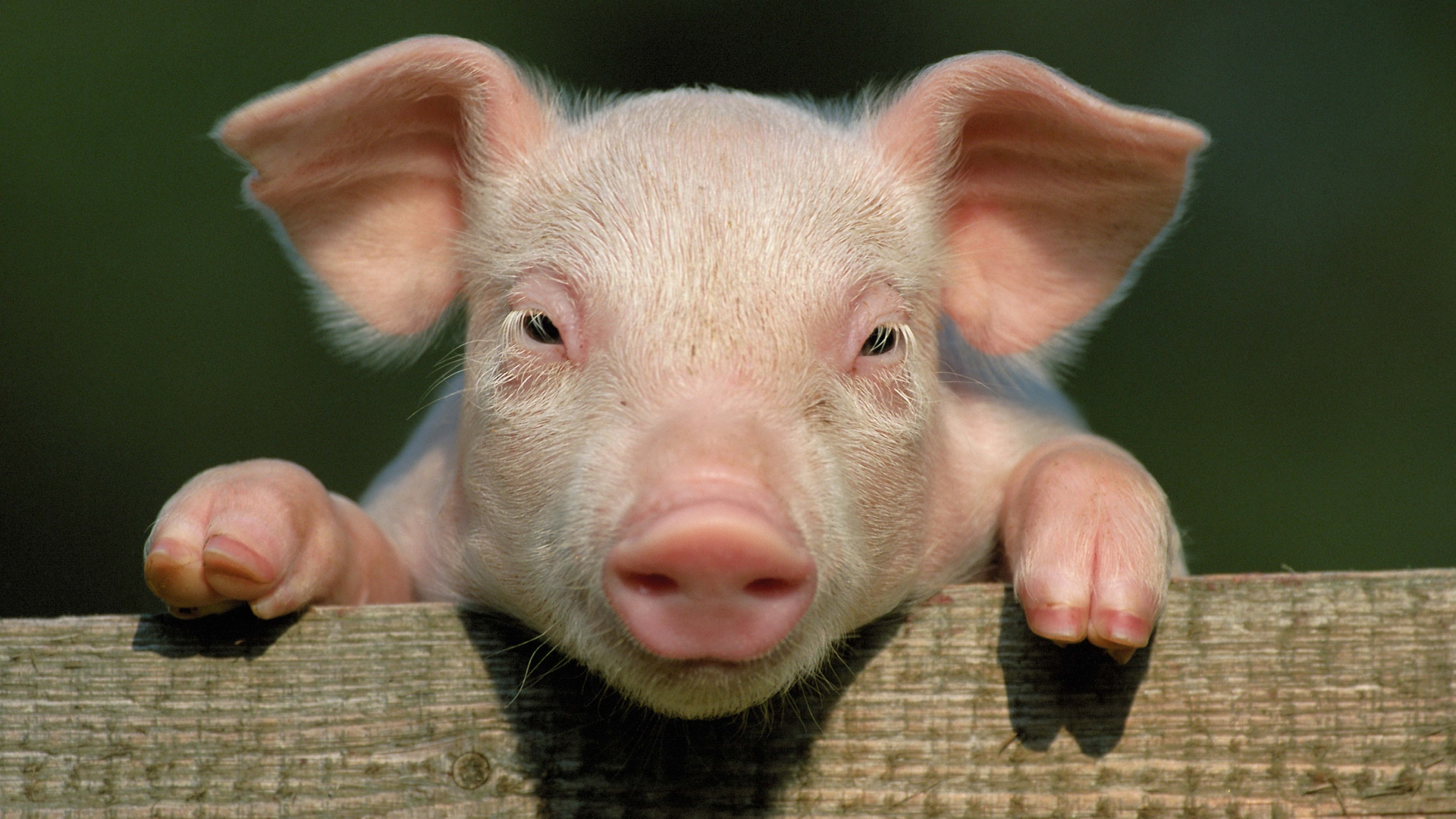 Pig organs could be used as human transplants soon