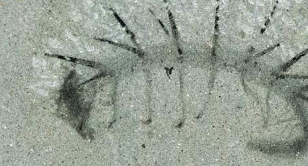 Fish scales may have evolved to become tooth enamel